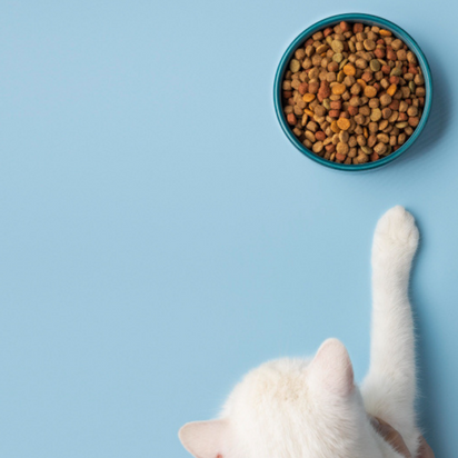 Düşük Tahıllı Kedi Maması