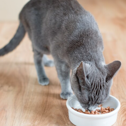 Proplan Kısır Kedi Mamaları