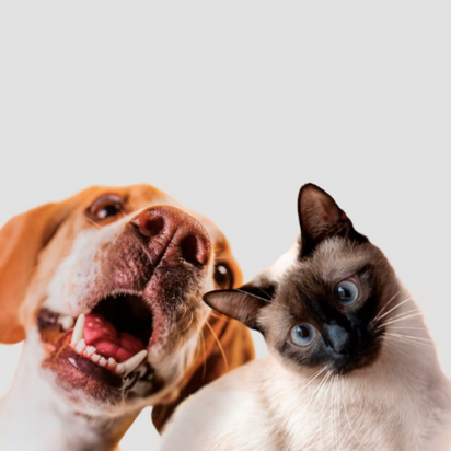 Kedilerinizin Sağlığı İçin Proplan Hypoallergenic Kedi Maması