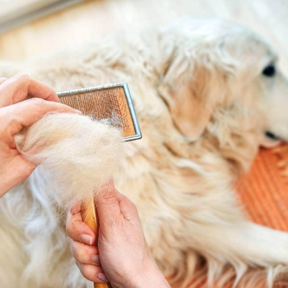 Köpeklerde Tüy Dökülmesi