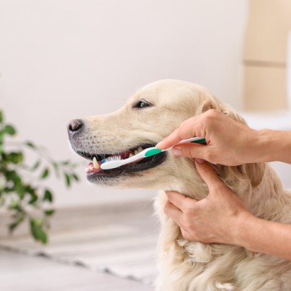 Köpeklerin Dişi Nasıl Fırçalanır?