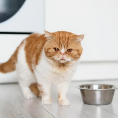 Friskies Kısır Kedi Maması