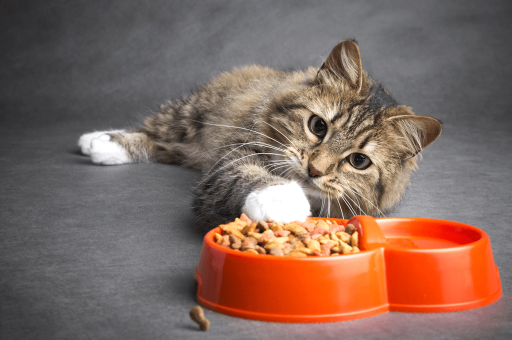 Kedi Maması Alırken Nelere Dikkat Edilmeli