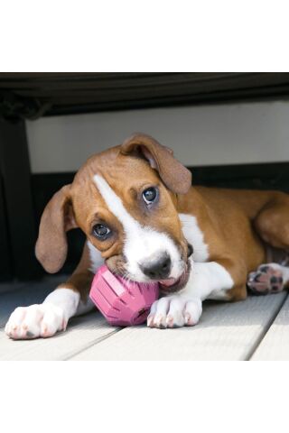 Kong Puppy Yavru Köpek Ödül Oyun Topu Medium 8 Cm