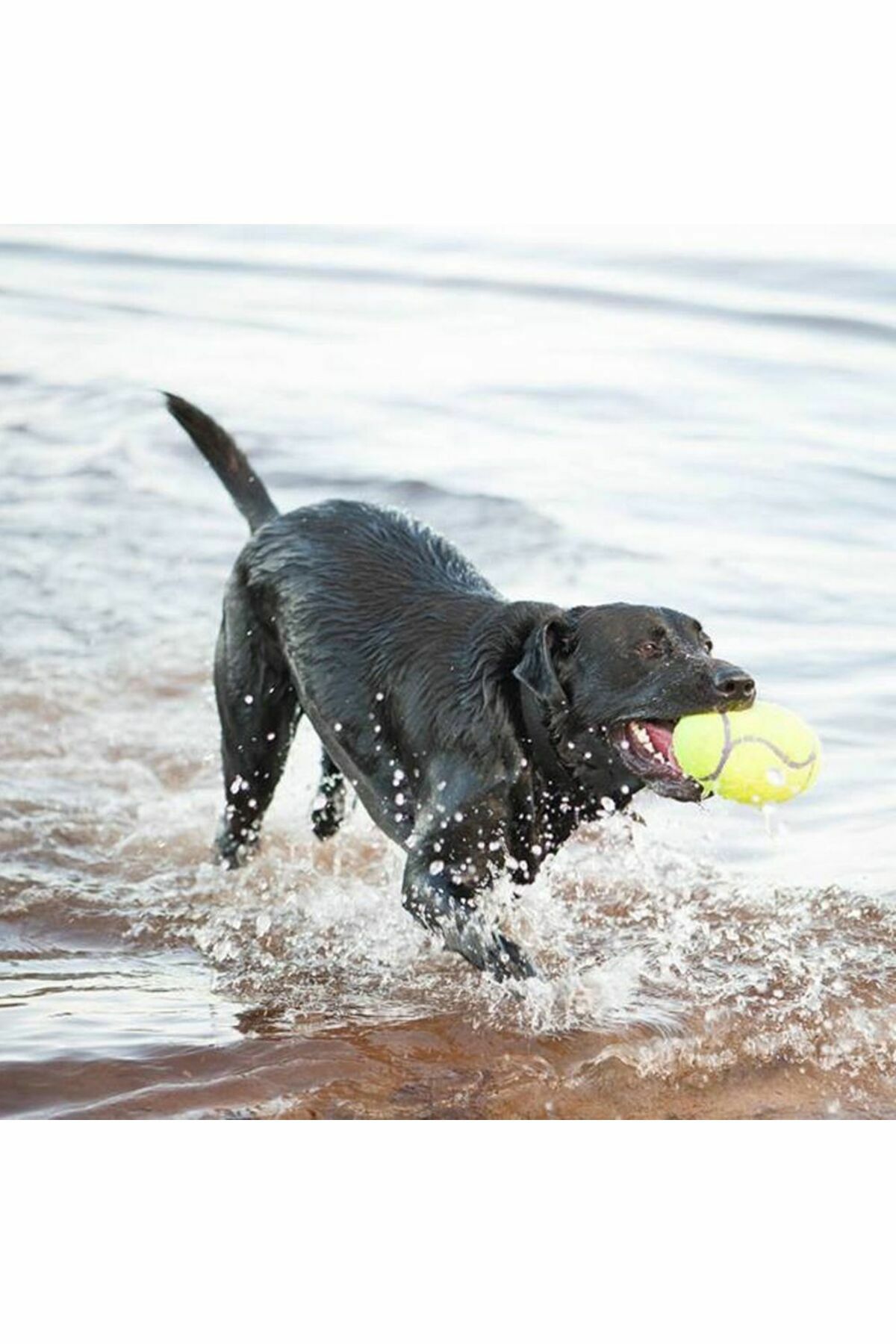 Air Sq Sesli Futbol Top Köpek Oyuncağı Large 17.5 Cm