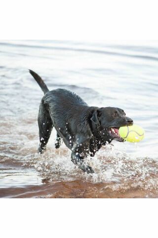 Air Sq Sesli Futbol Top Köpek Oyuncağı Large 17.5 Cm