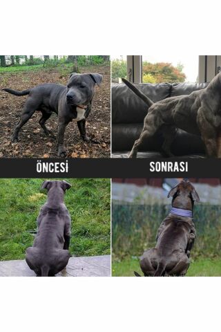Bio PetActive Bulky Power Protein Köpek Kas Güçlendirici Toz