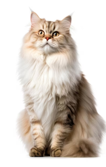 KURU KEDİ MAMALARI