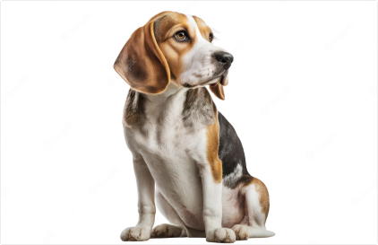 Köpek Mamaları